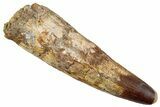 Fossil Spinosaurus Tooth - Huge Dinosaur Tooth #255499-1